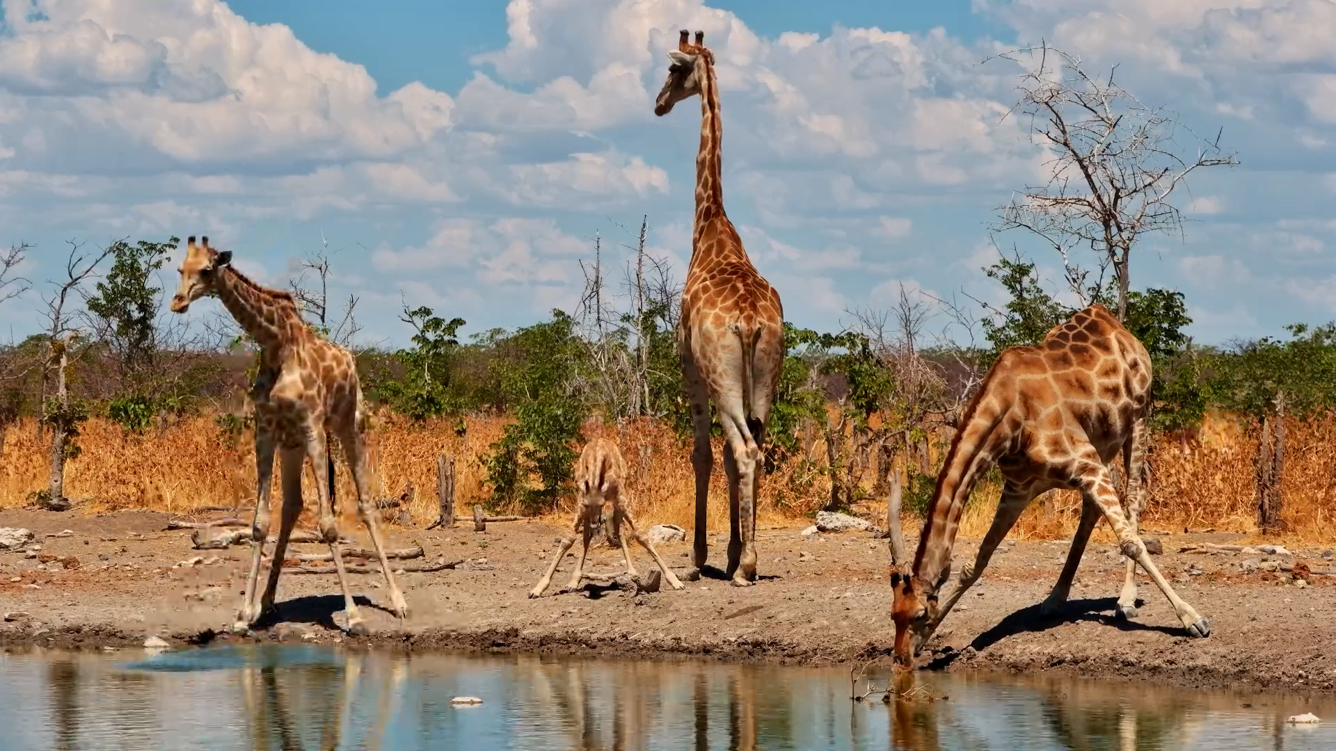 Little Giraffe Learns the Ropes