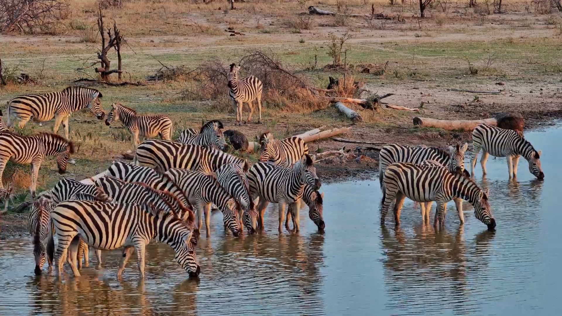 Zebra Herd Hydrates in the Kalahari