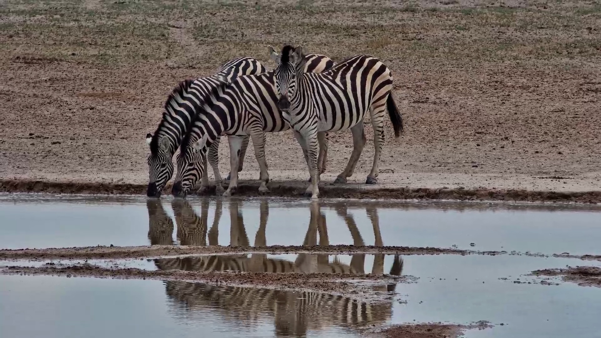 Three Zebras Enjoy a Water Break