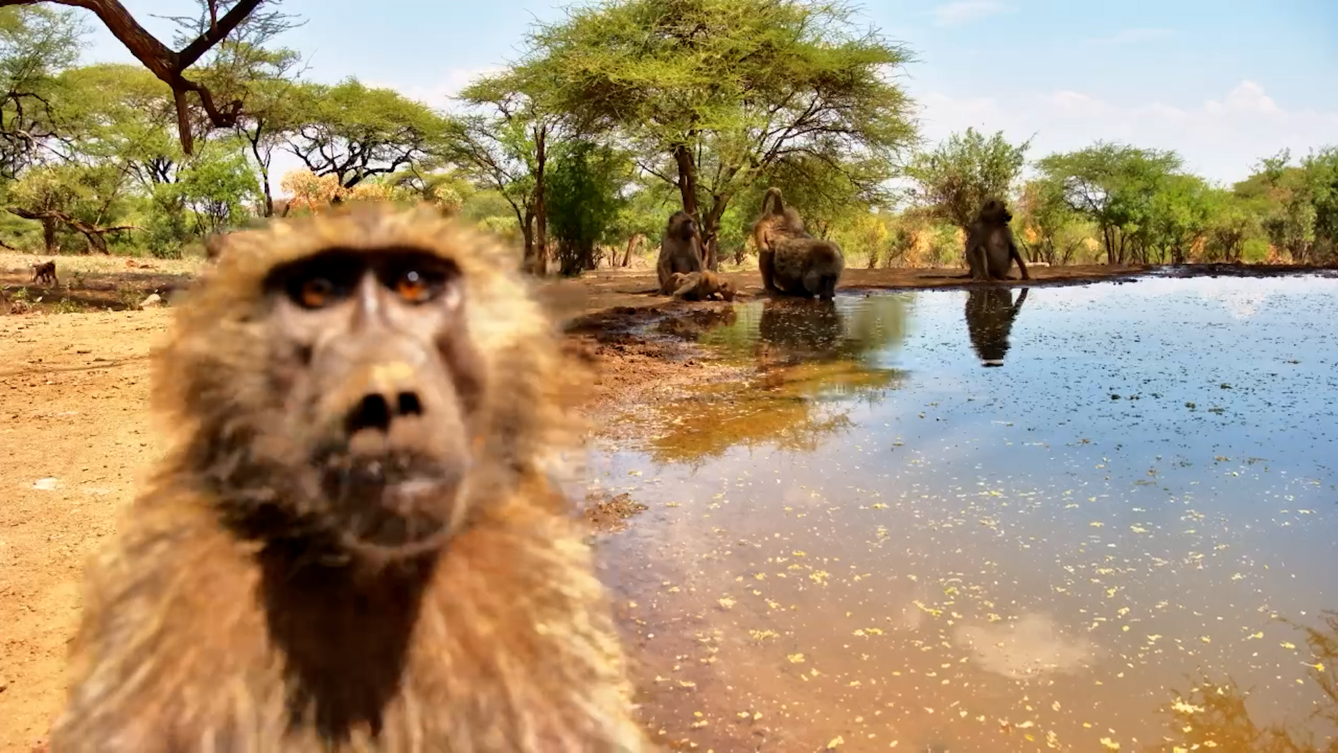 Who’s Watching Who? | Baboons Investigate the Camera