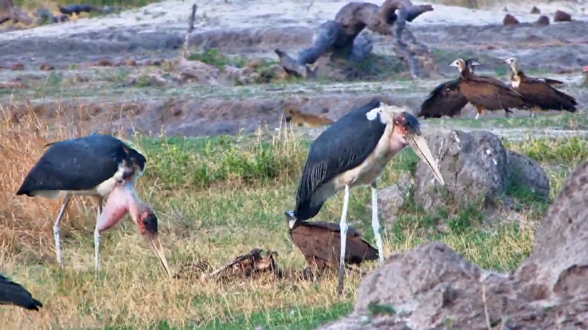 Busy Waterhole | Birds and Baboons Come Together at The Hide