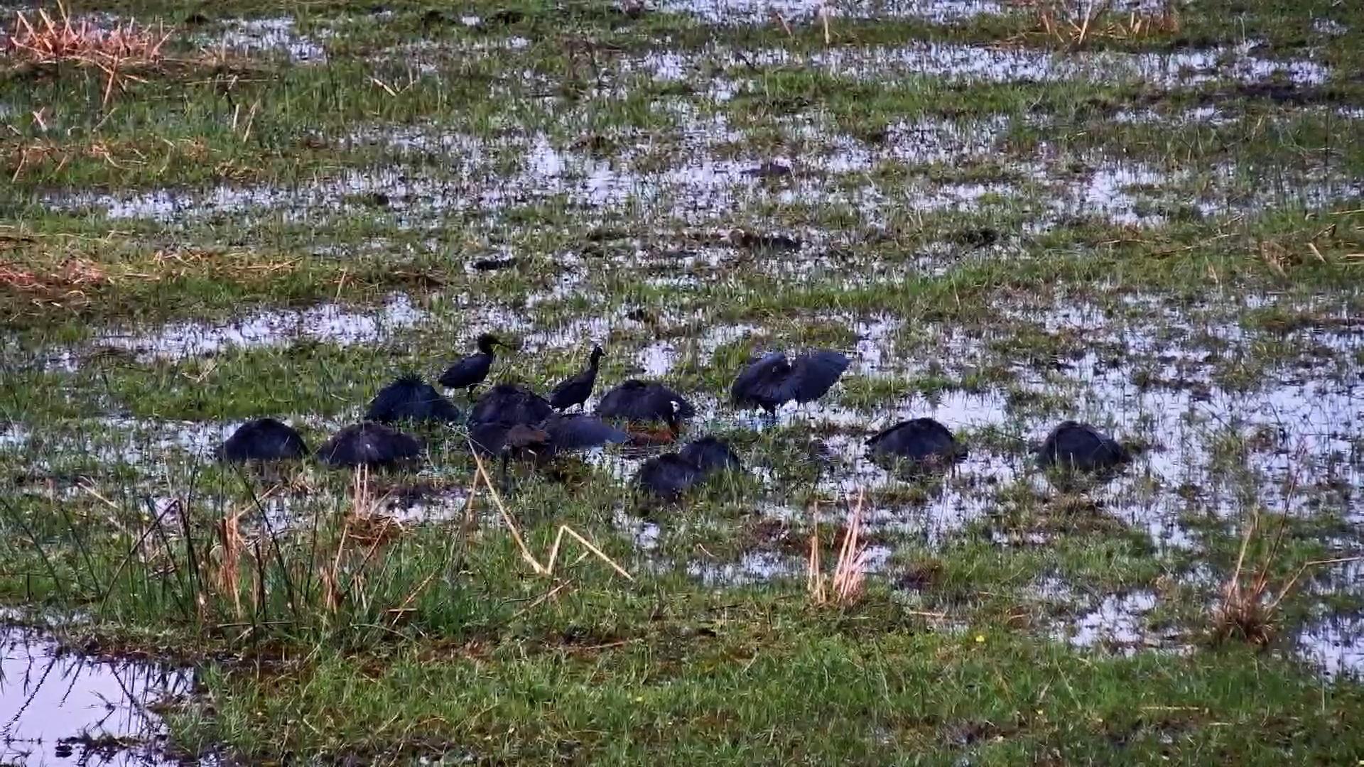 Black Herons Hunt Using Their Umbrella Trick