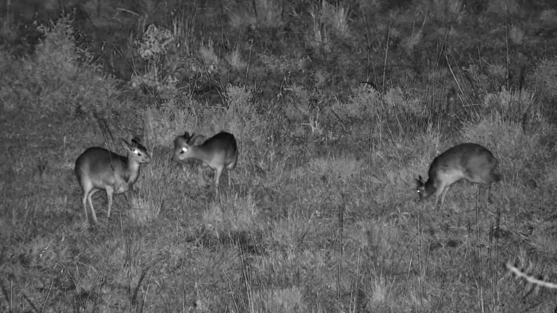 Dik-Dik Family Feeds at Mahali Mzuri