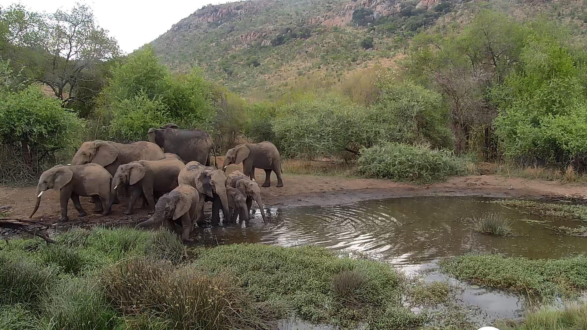 Waterhole Conversations | Elephants Interact at Kwa Maritane