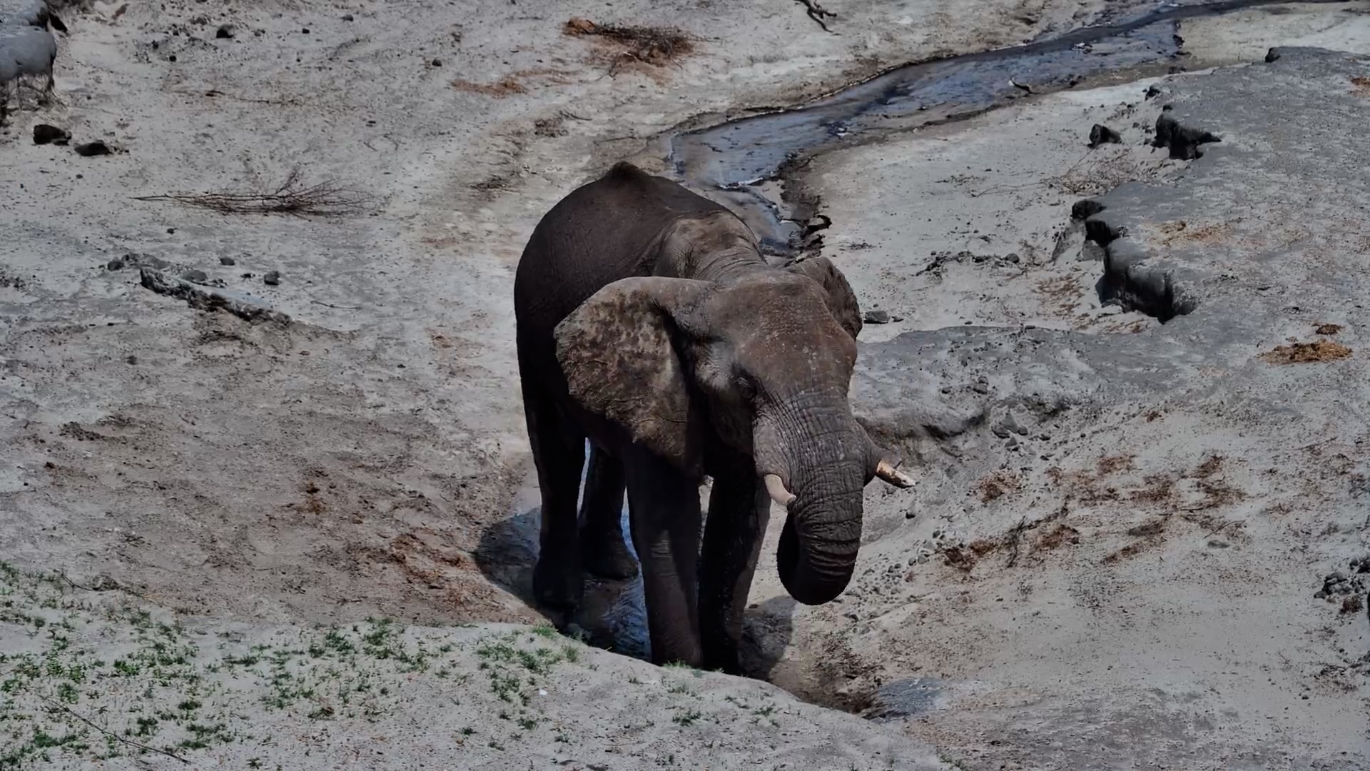 Elephant Has the Waterhole All to Himself