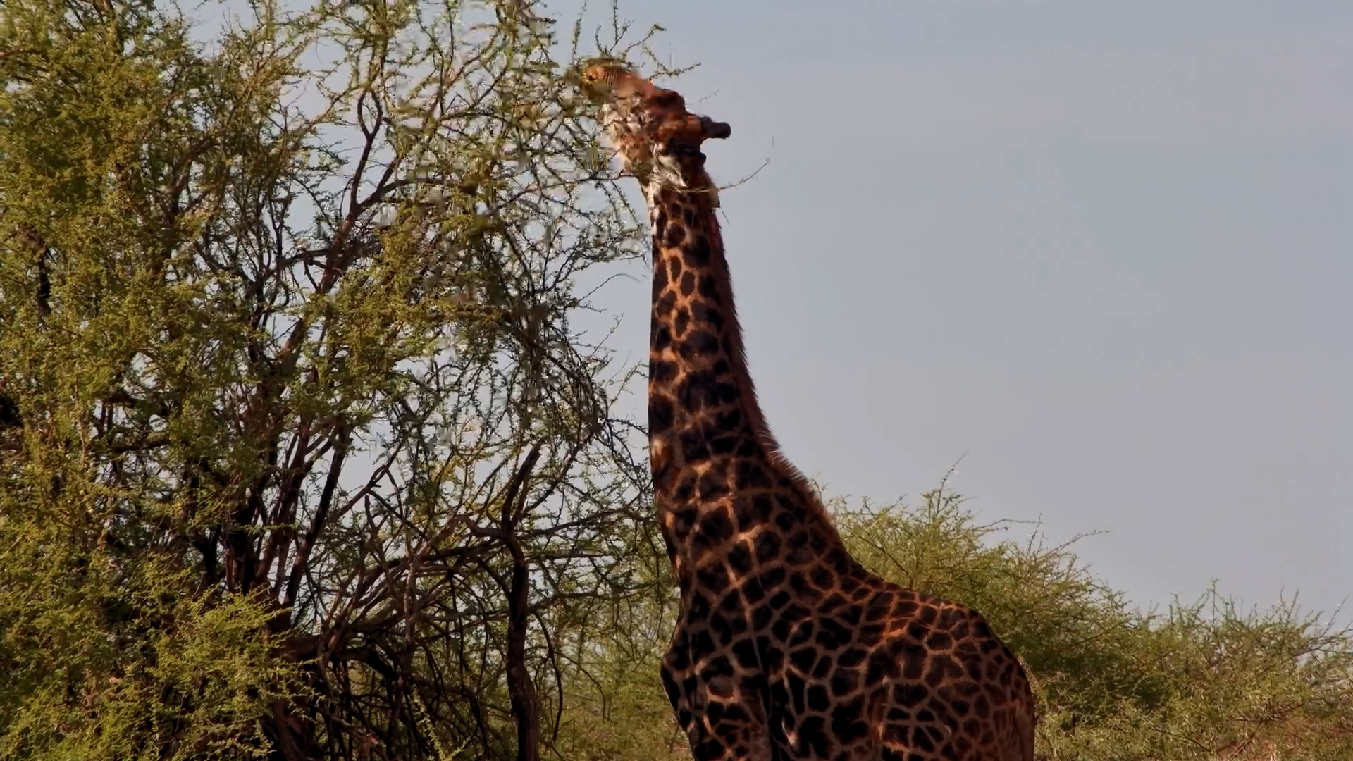 Giraffe Snack Time by Onguma Waterhole