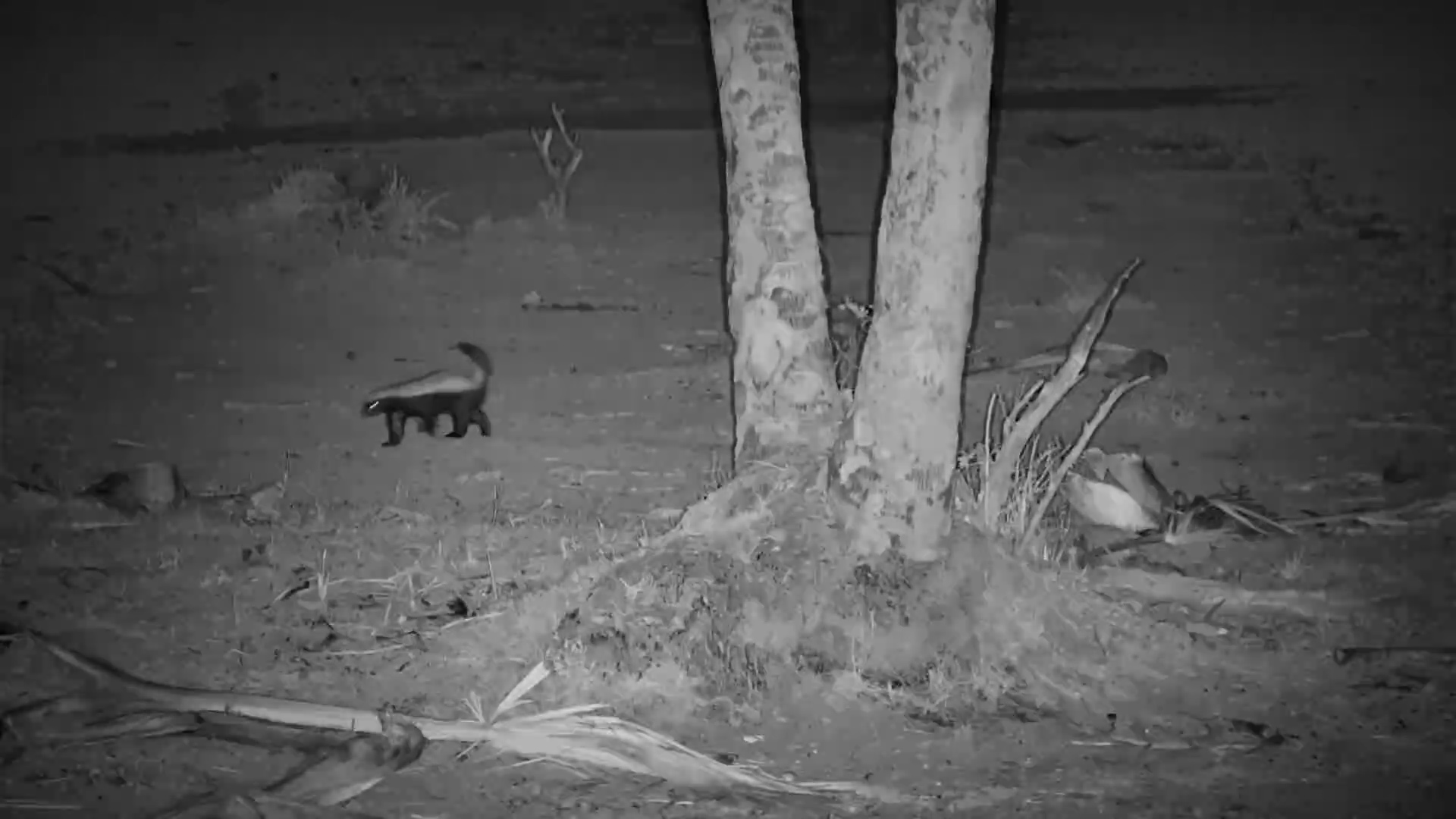 Honey Badger Roams the Kalahari