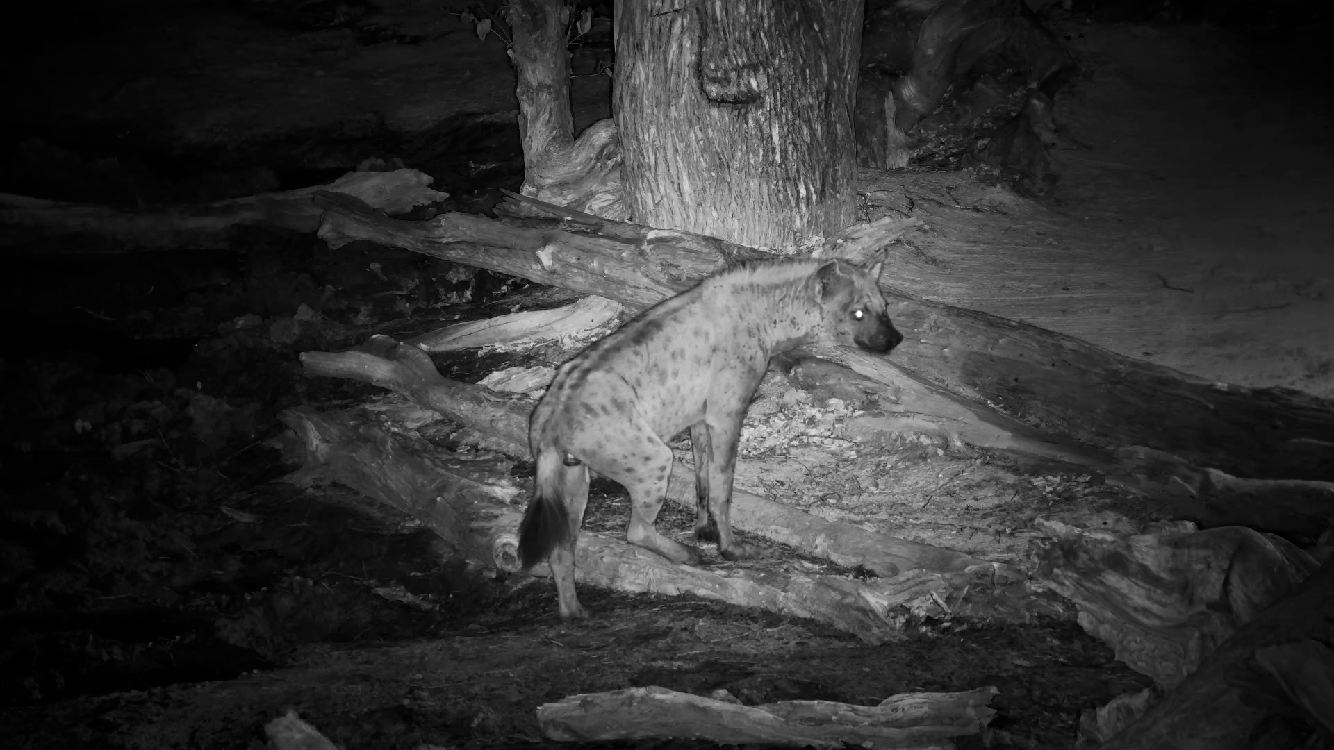 Hyena Hangout at the Waterhole