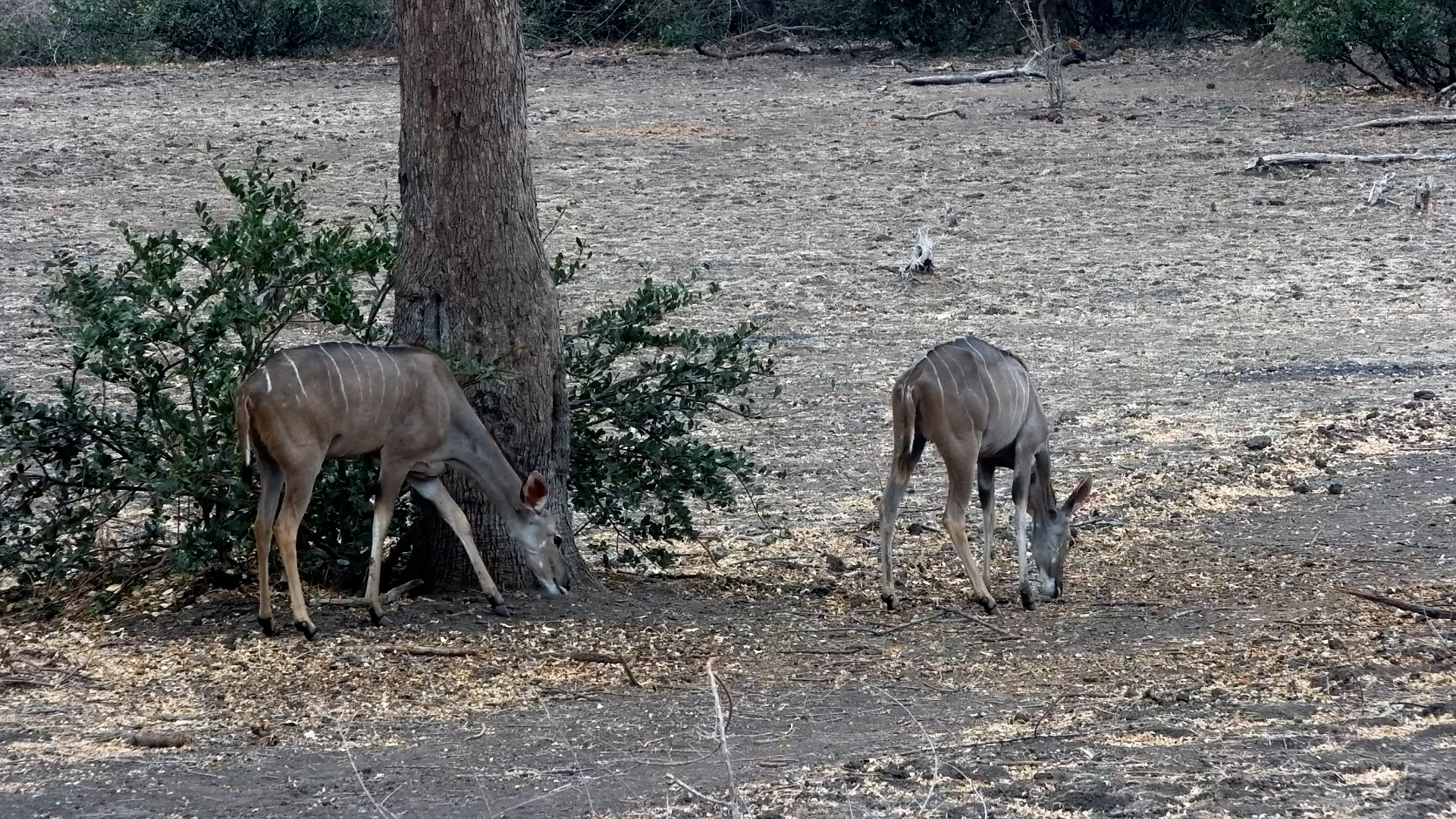 Graceful Kudus Feeding by the Riverside