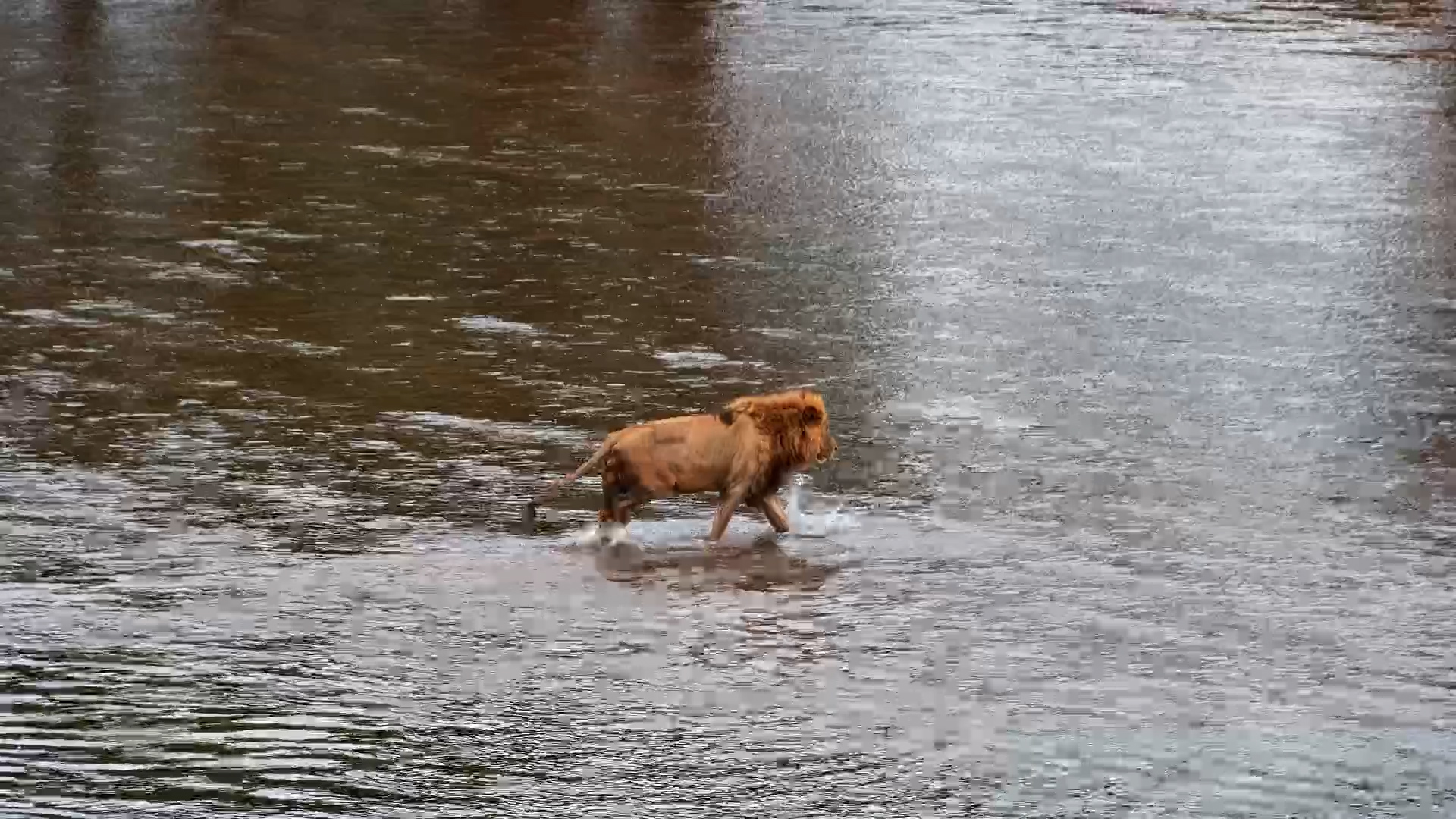 Male Lion Braving the River