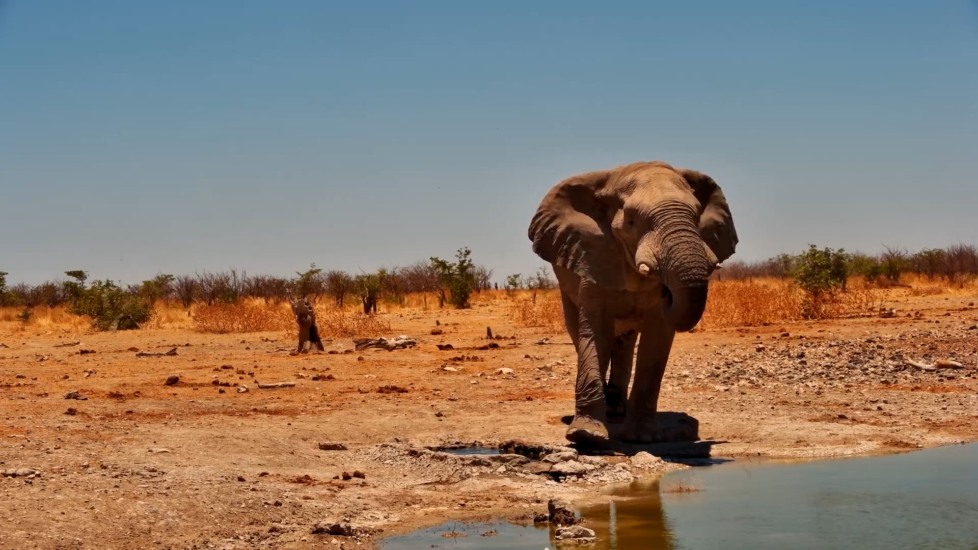 Big Bull Enjoys a Drink and Cool Down