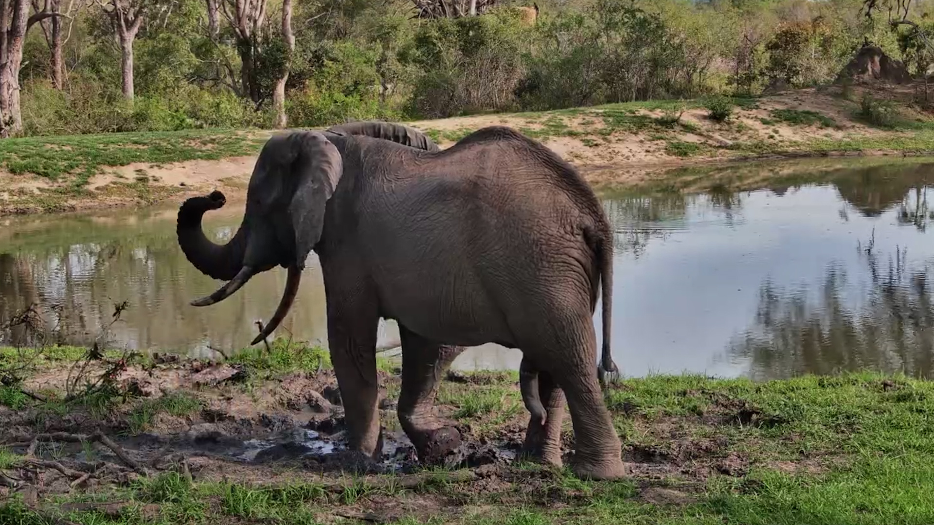 Elephant Hangs Out at Roy’s Dam
