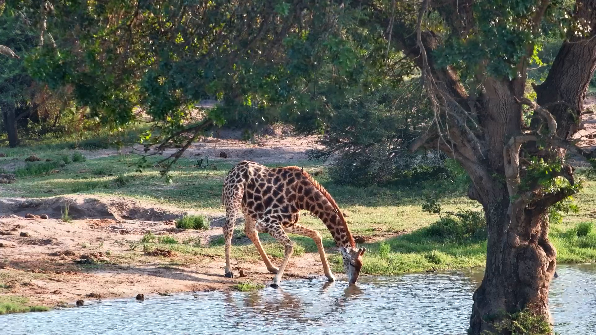Tall and Thirsty! Giraffe Stops by Tembe Waterhole