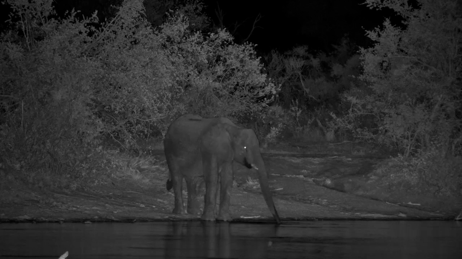 Elephant Calf with a Sore Leg Stays Close to Mum