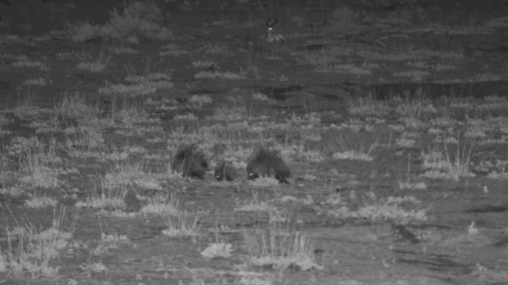 Porcupine Family on the Move at Moela