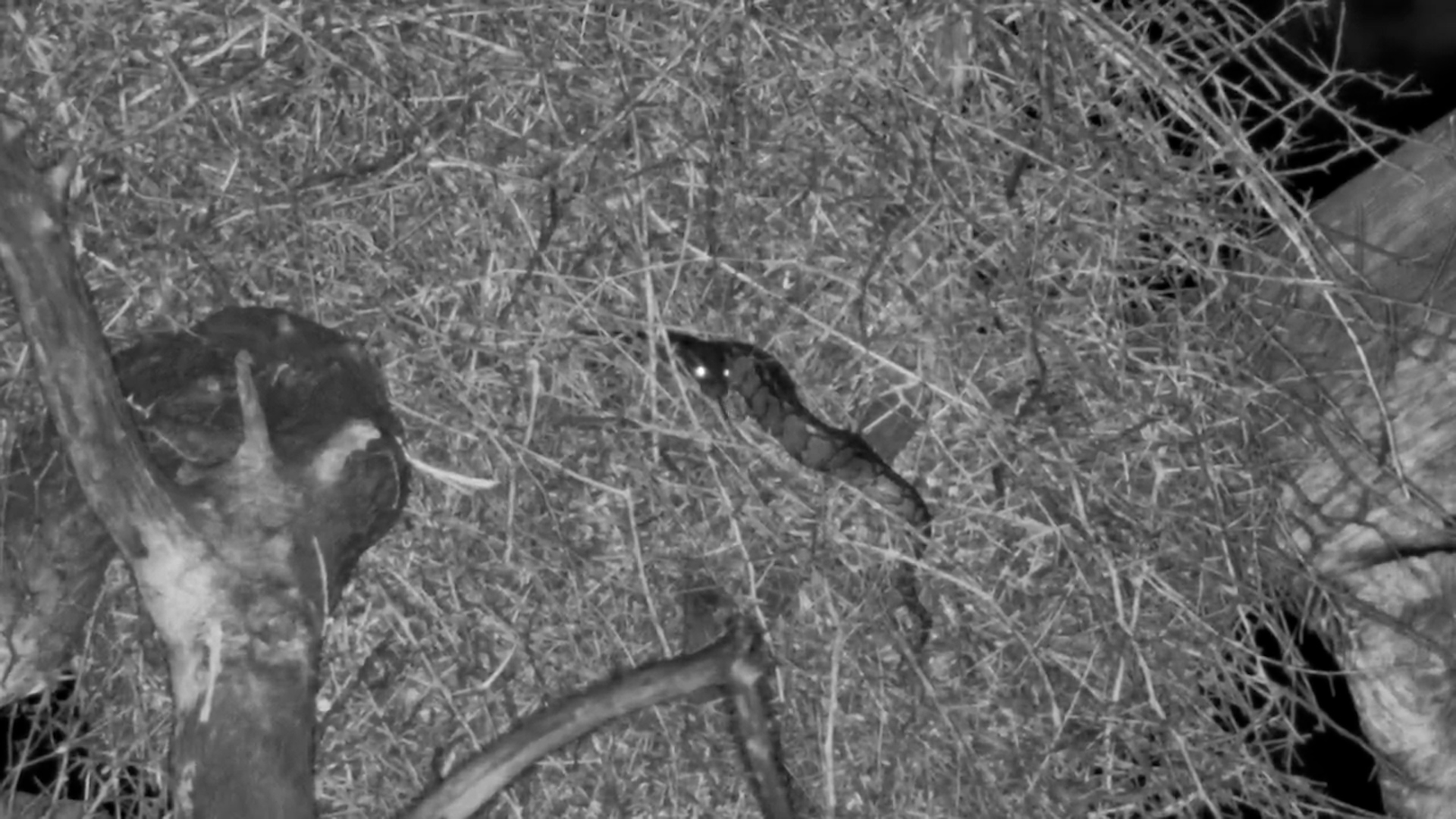 Python Lurks in a Nest at Jabulani