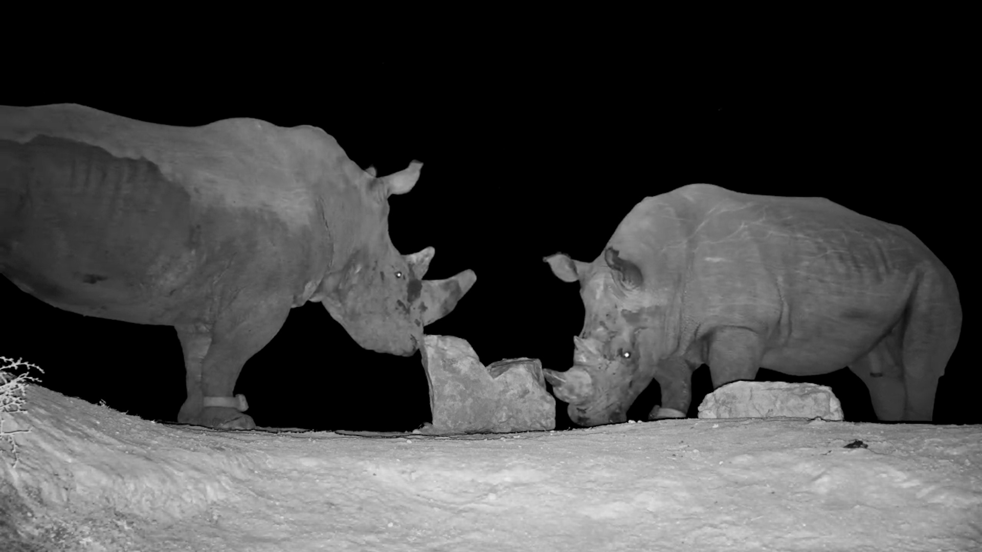 Rhinos Argue at Founders Waterhole