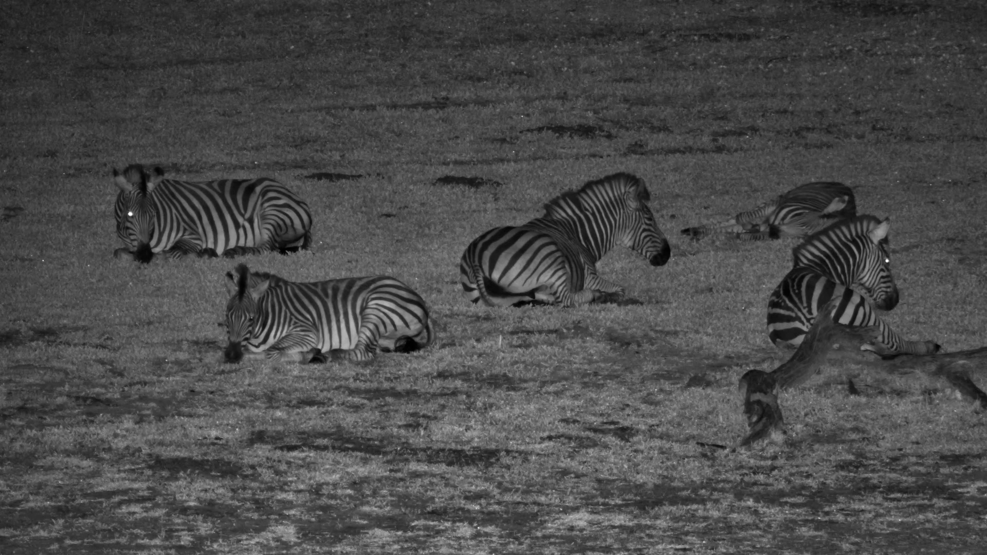 Zebras Sleep in the Dark