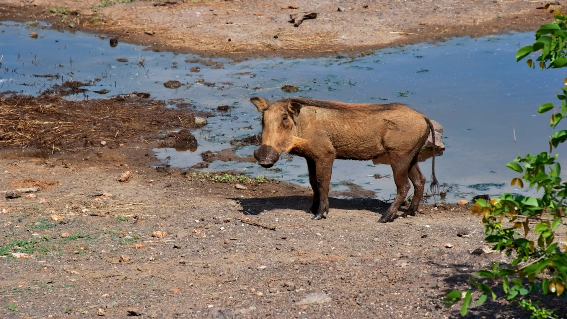 Warthog Family Time | Mud, Sun & Good Vibes at the Waterhole