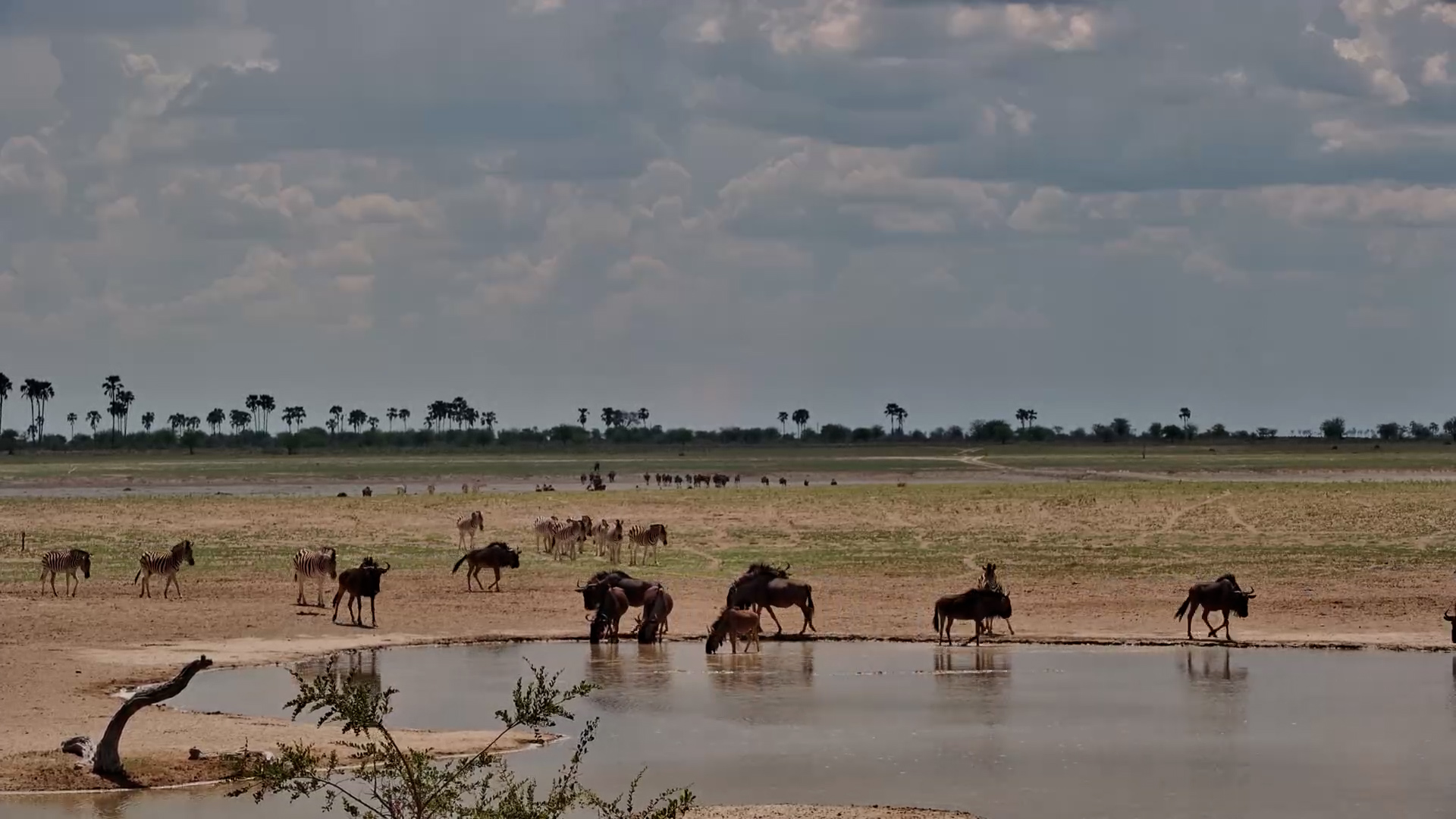 Thirsty Herds | Wildebeest and Zebra at Jack’s Camp