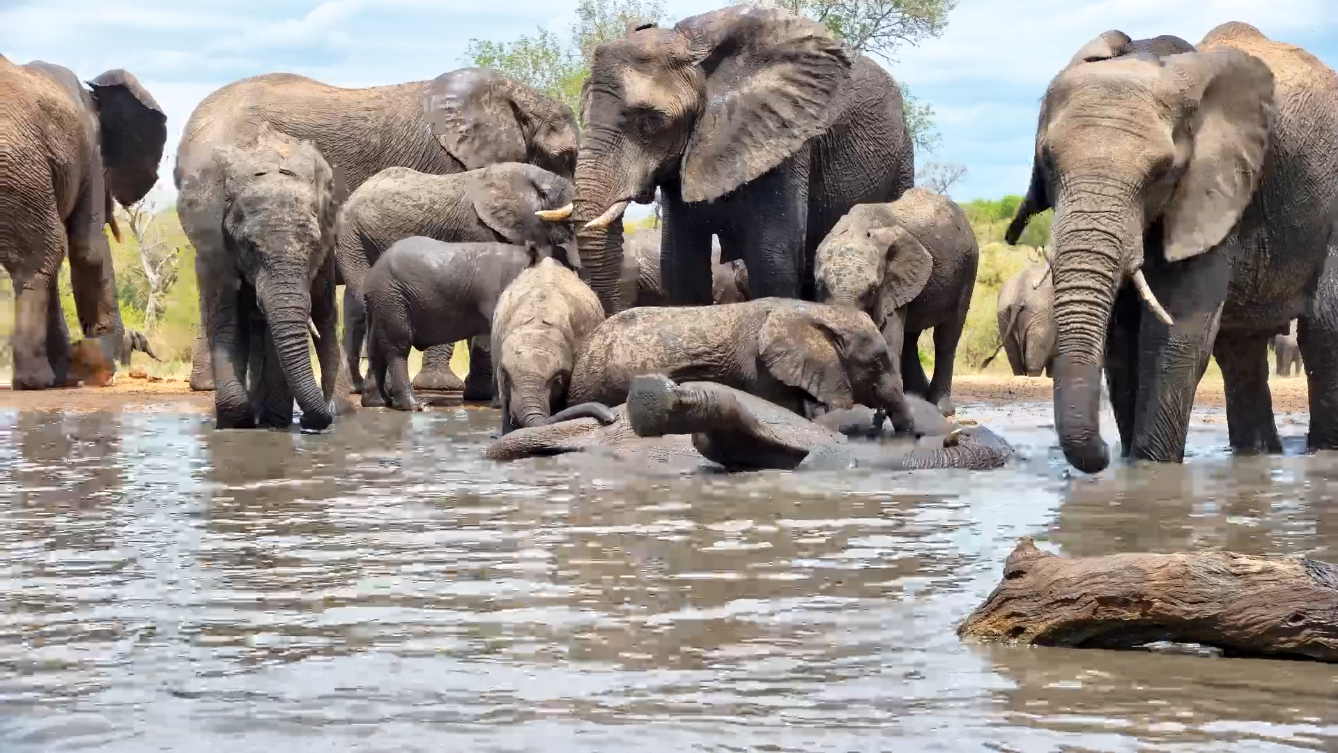 Water Babies | Elephant Calves Have a Blast