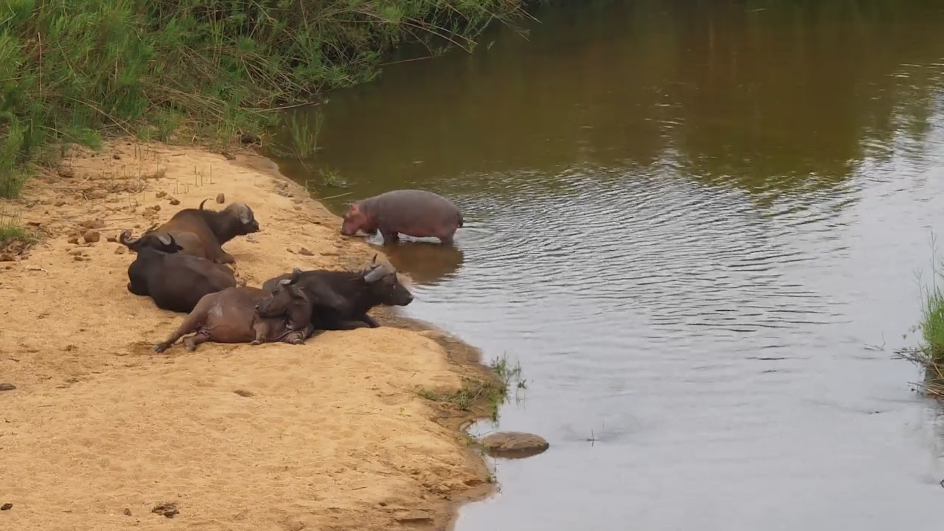 Curious Young Hippo Watches Buffalo