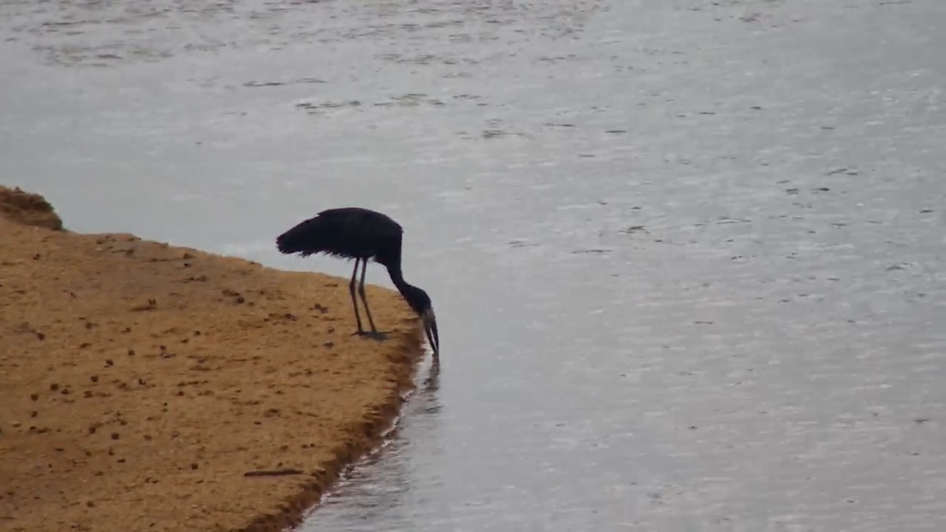 Open-Billed Storks Feed in the River