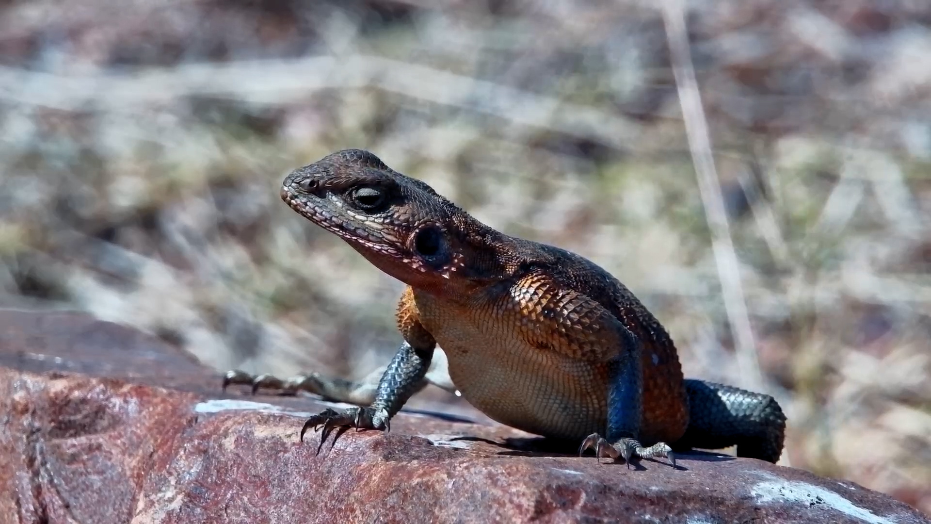 Female Mwanza Rock Agama Gets Disturbed by a Pushy Male