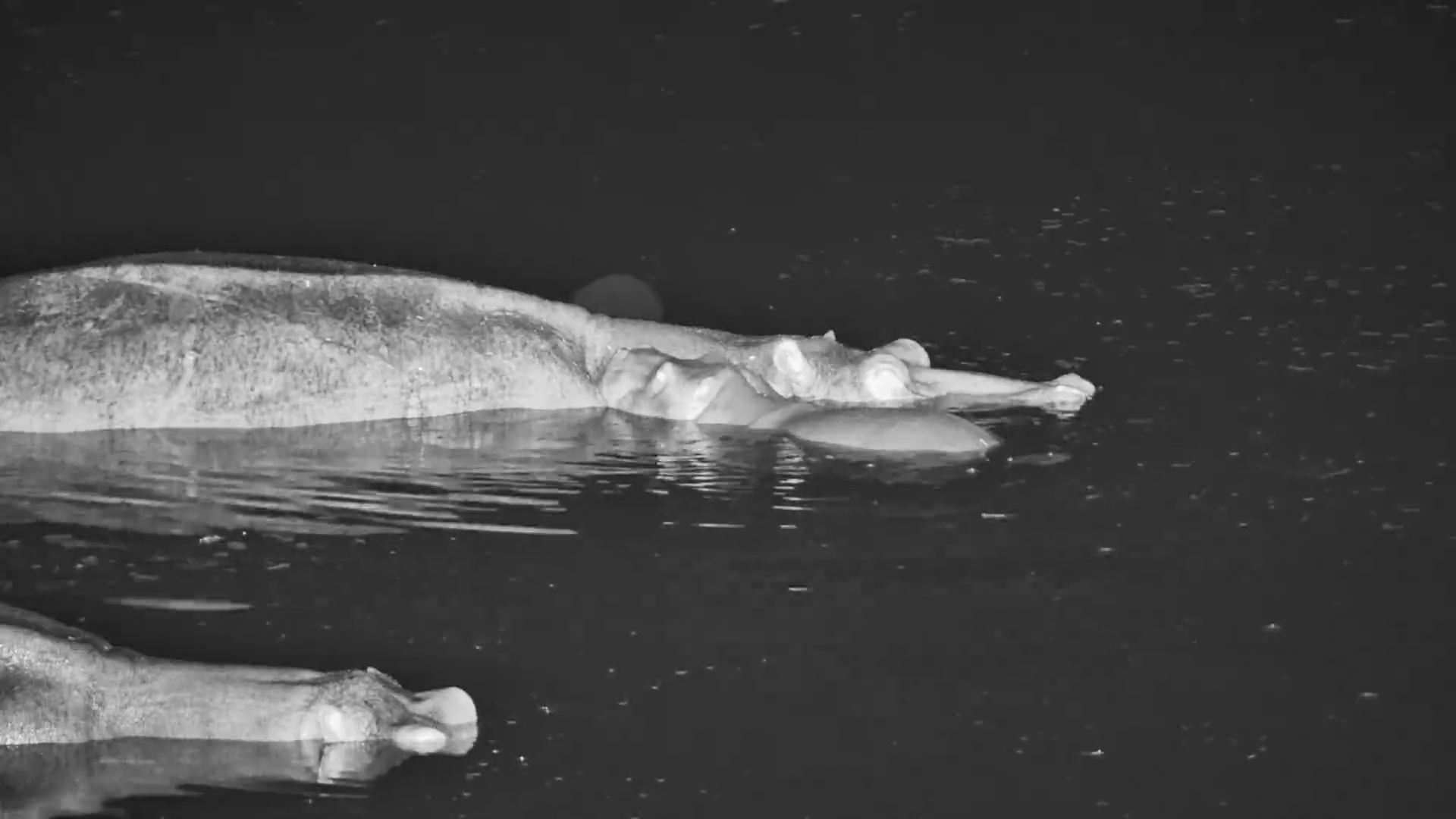 Baby Hippo Confronted by Big Hippo
