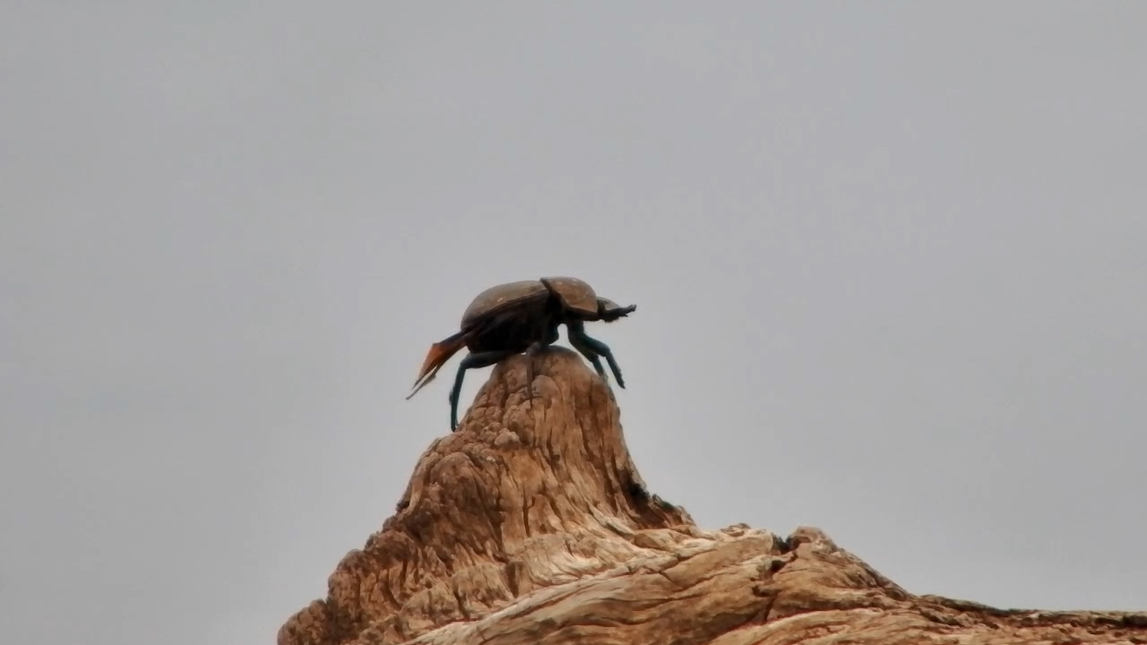Dung Beetle Perches on a Dead Branch