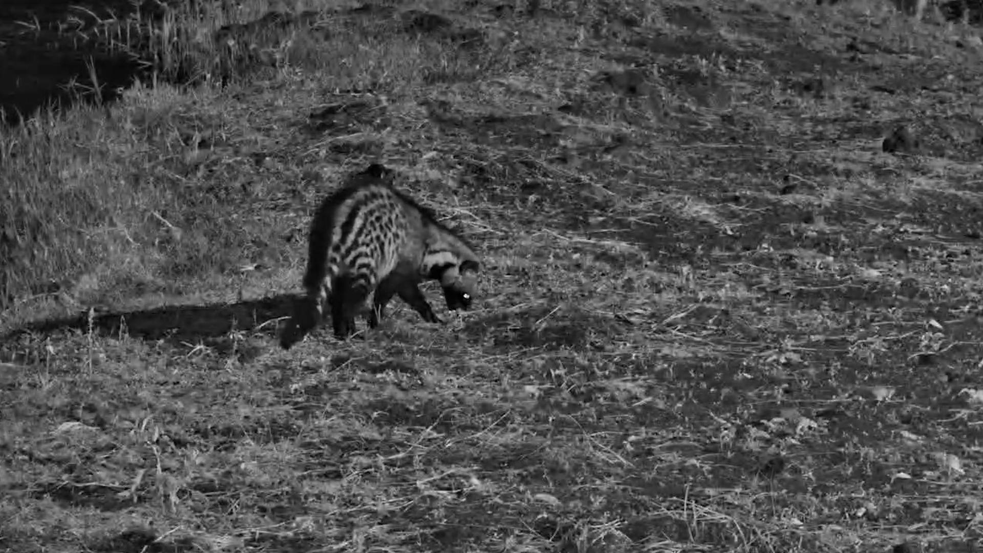 Civet Hunts for Food in the Dark