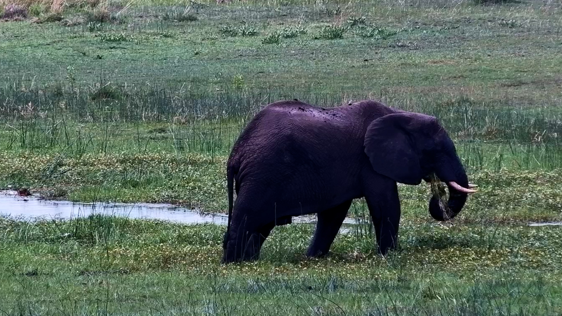 Elephant Grazes in the Basin’s Lush Grass