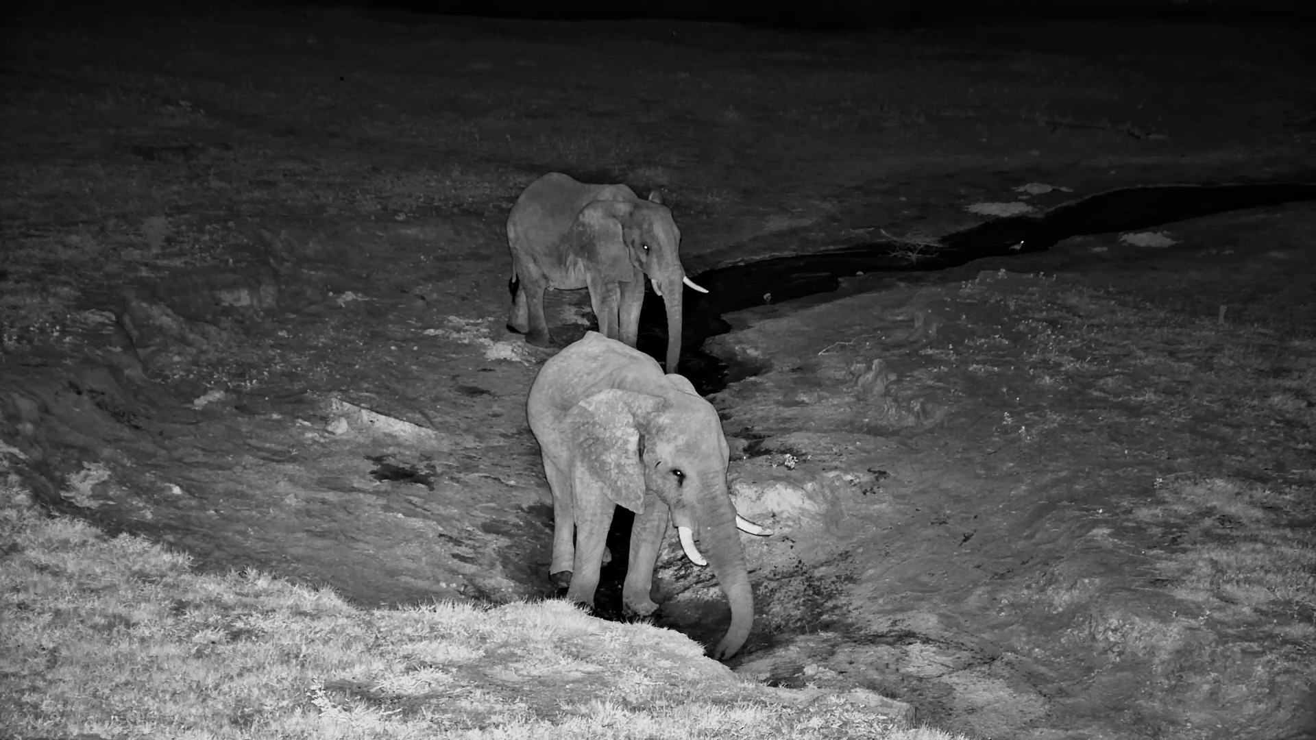 Two Elephants Drink at Camelthorn
