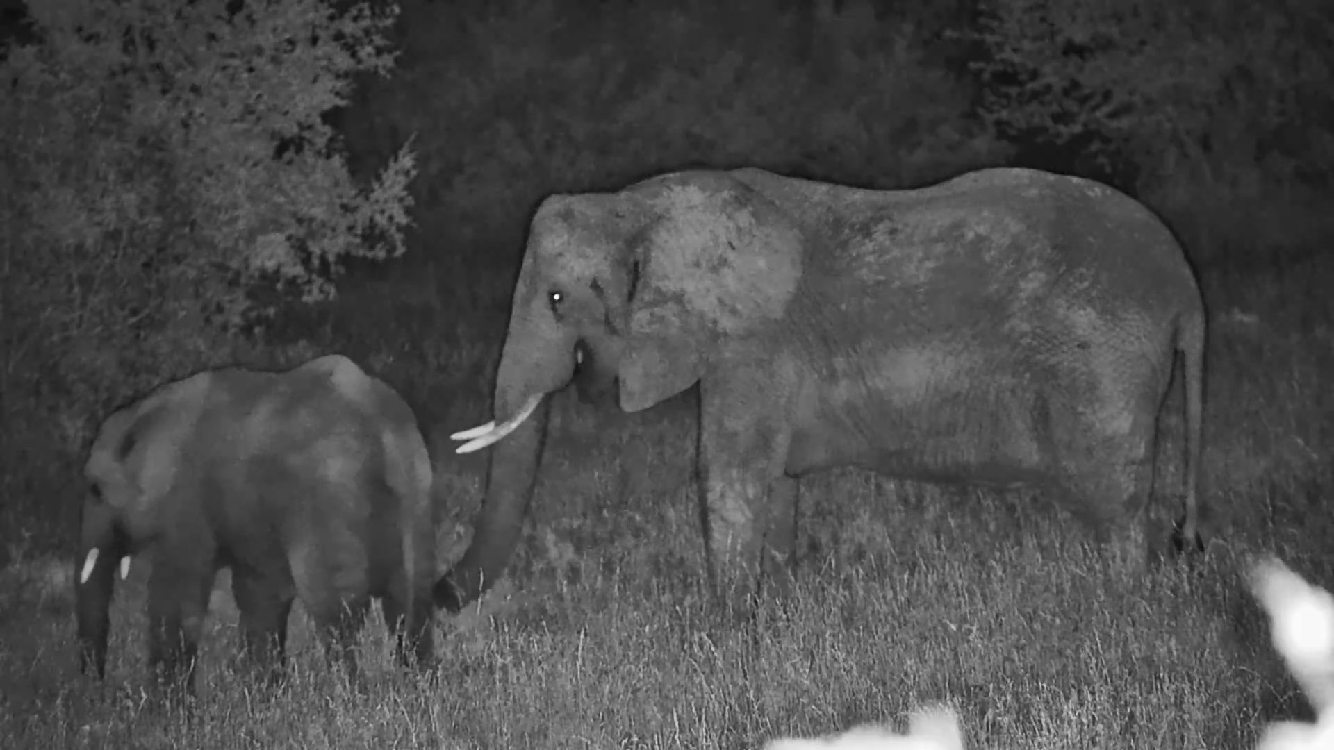 Midnight Snack Time! Elephants Feed at Roy’s Dam