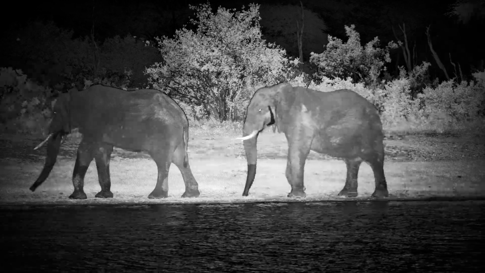 Elephants Gather for a Drink at The Hide