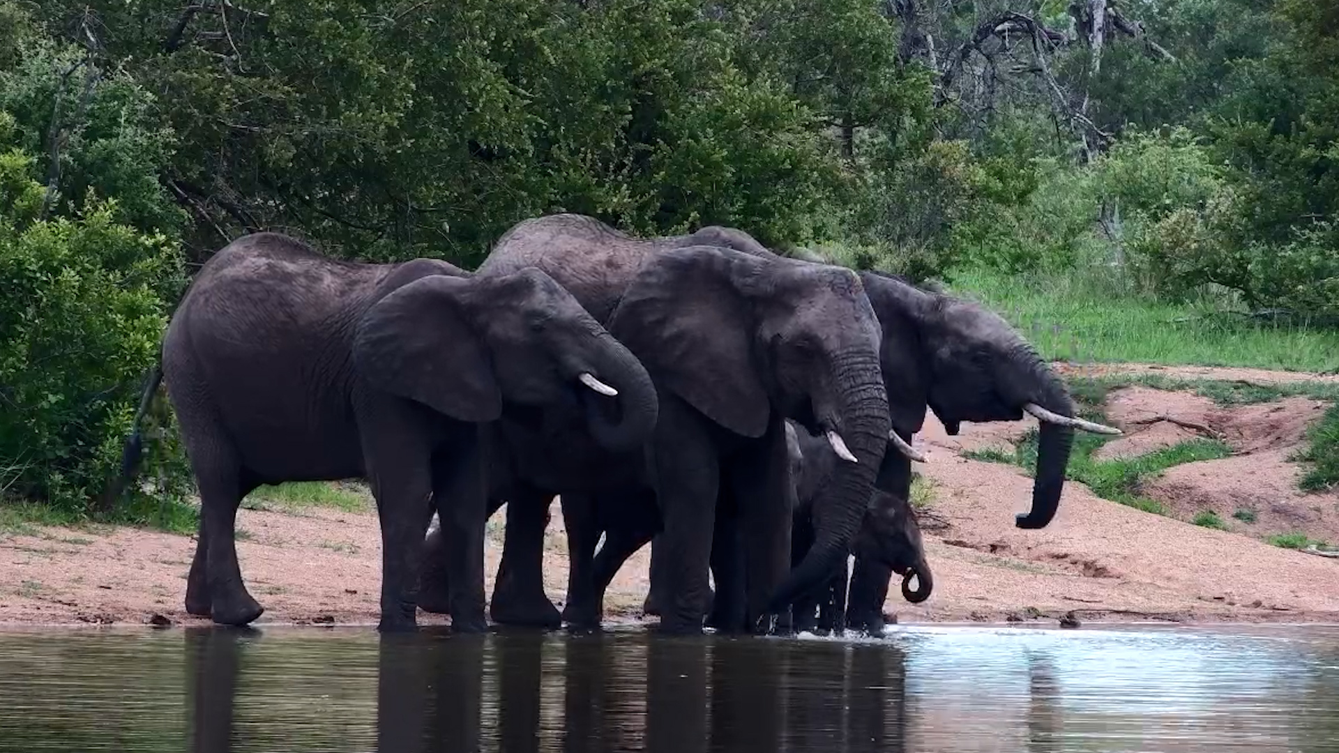 Thirsty Giants Take a Break at the Waterside