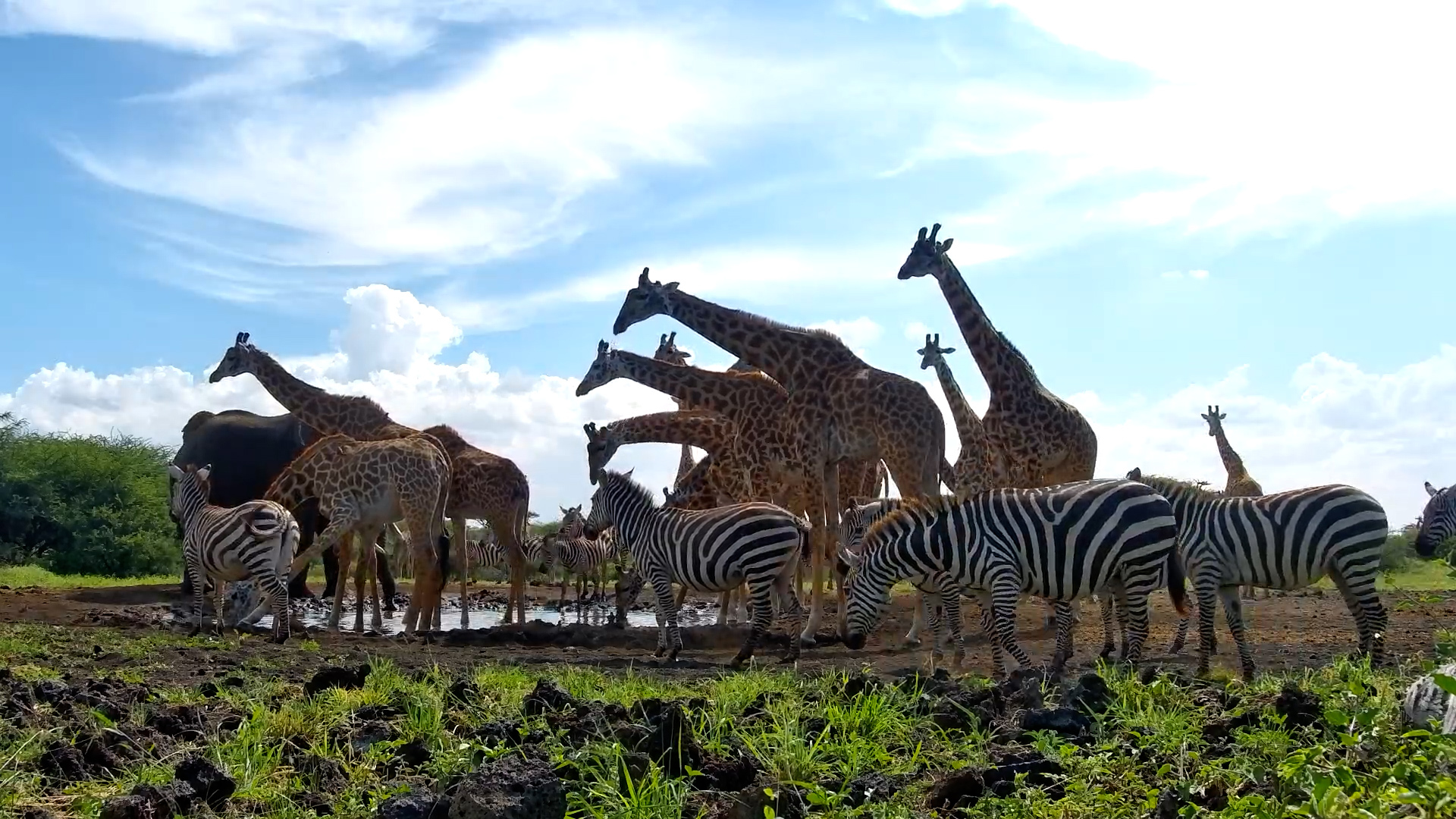 Waterhole Traffic Jam! Giants & Stripes All Compete for Space