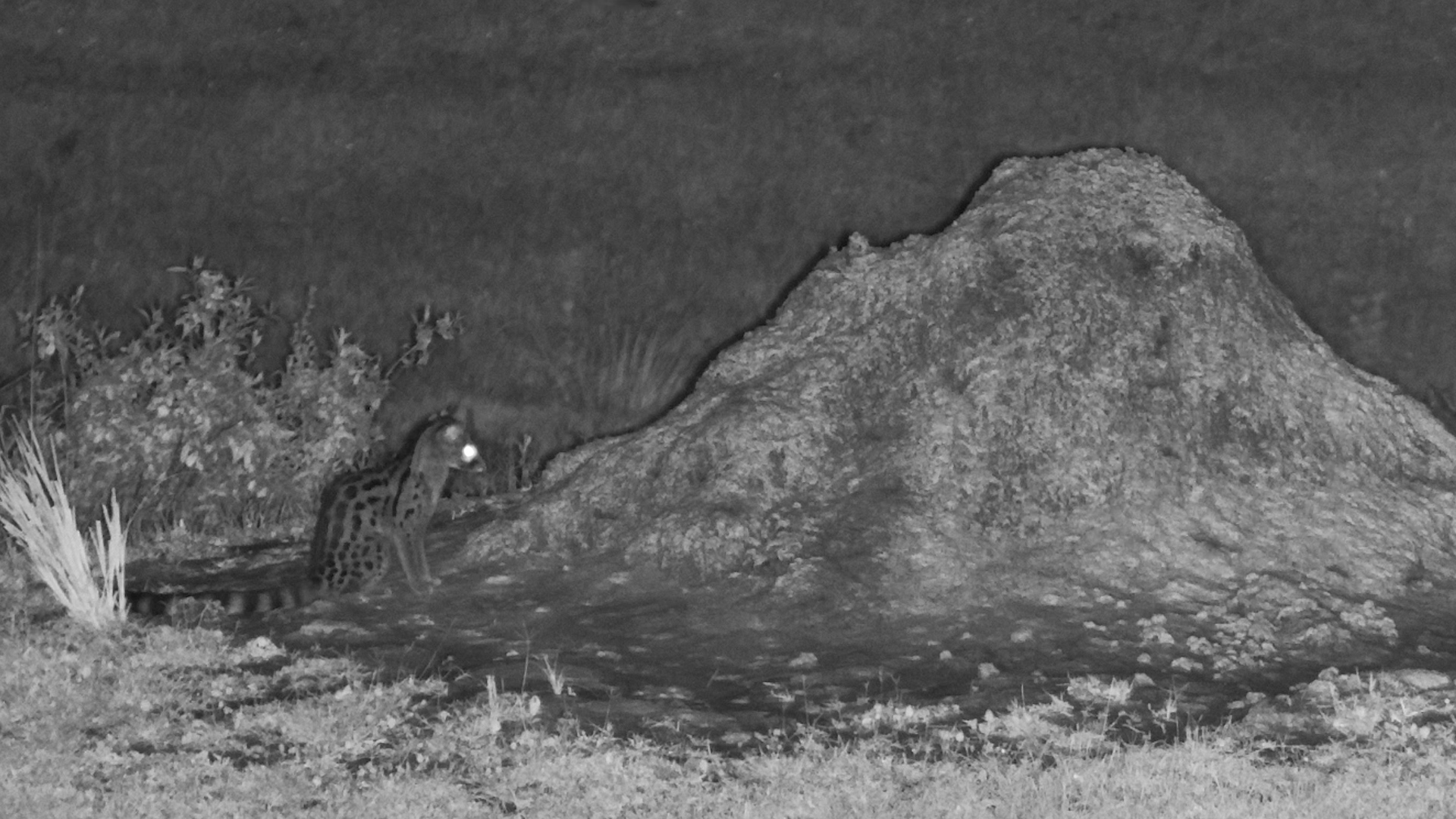 Genet’s Midnight Insect Hunt