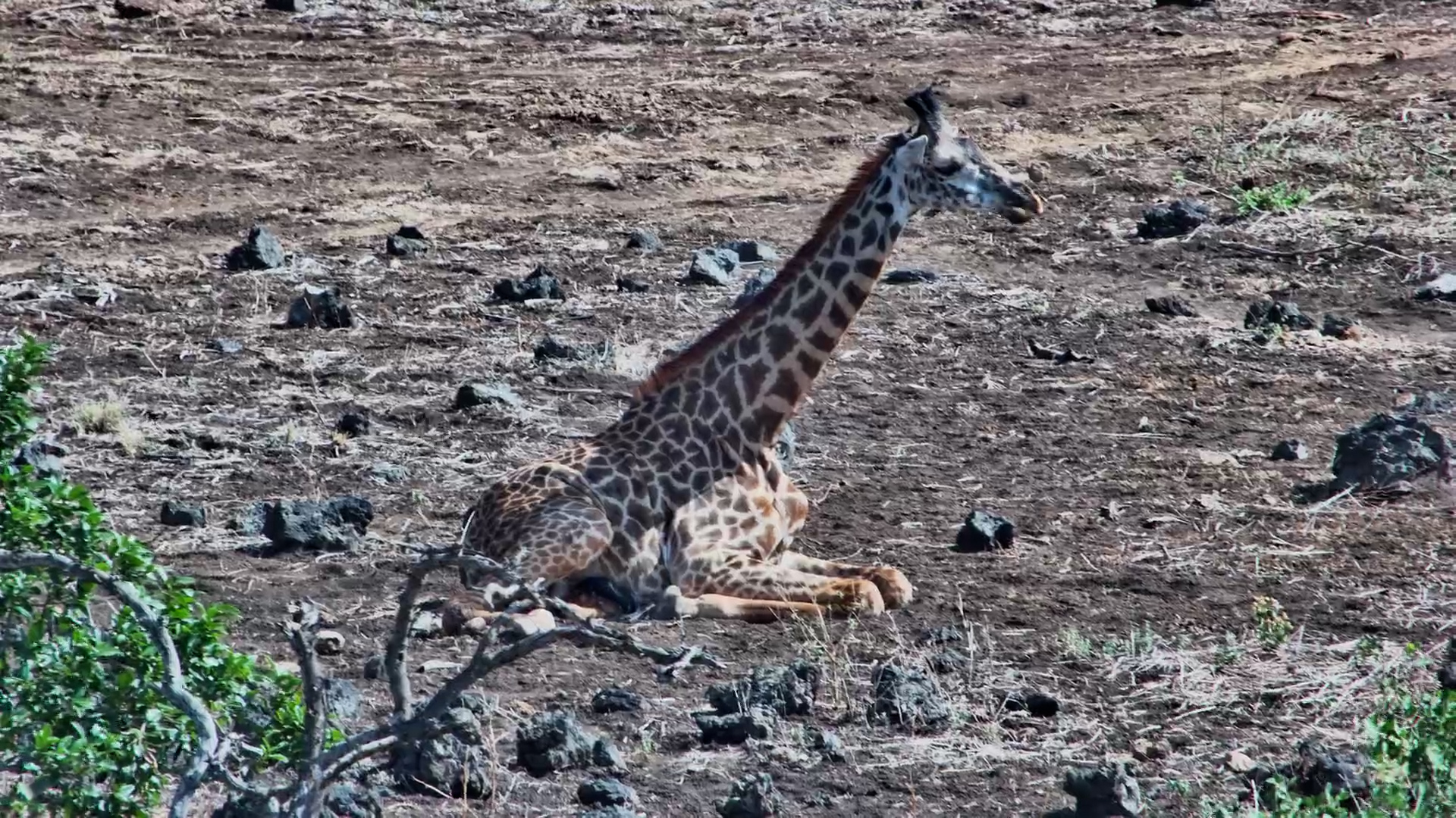 Young Giraffe Sits and Relaxes
