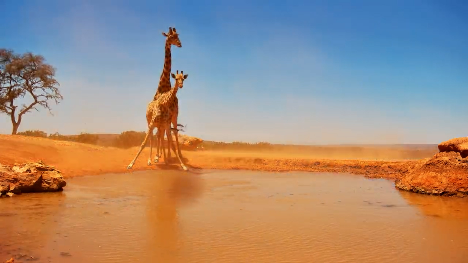 Male Giraffe Courts Female at the Waterhole