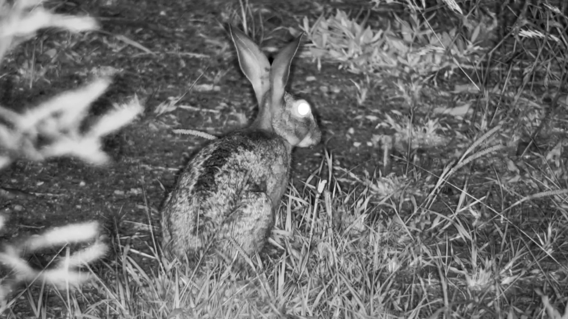Scrub Hare Munches on Grass