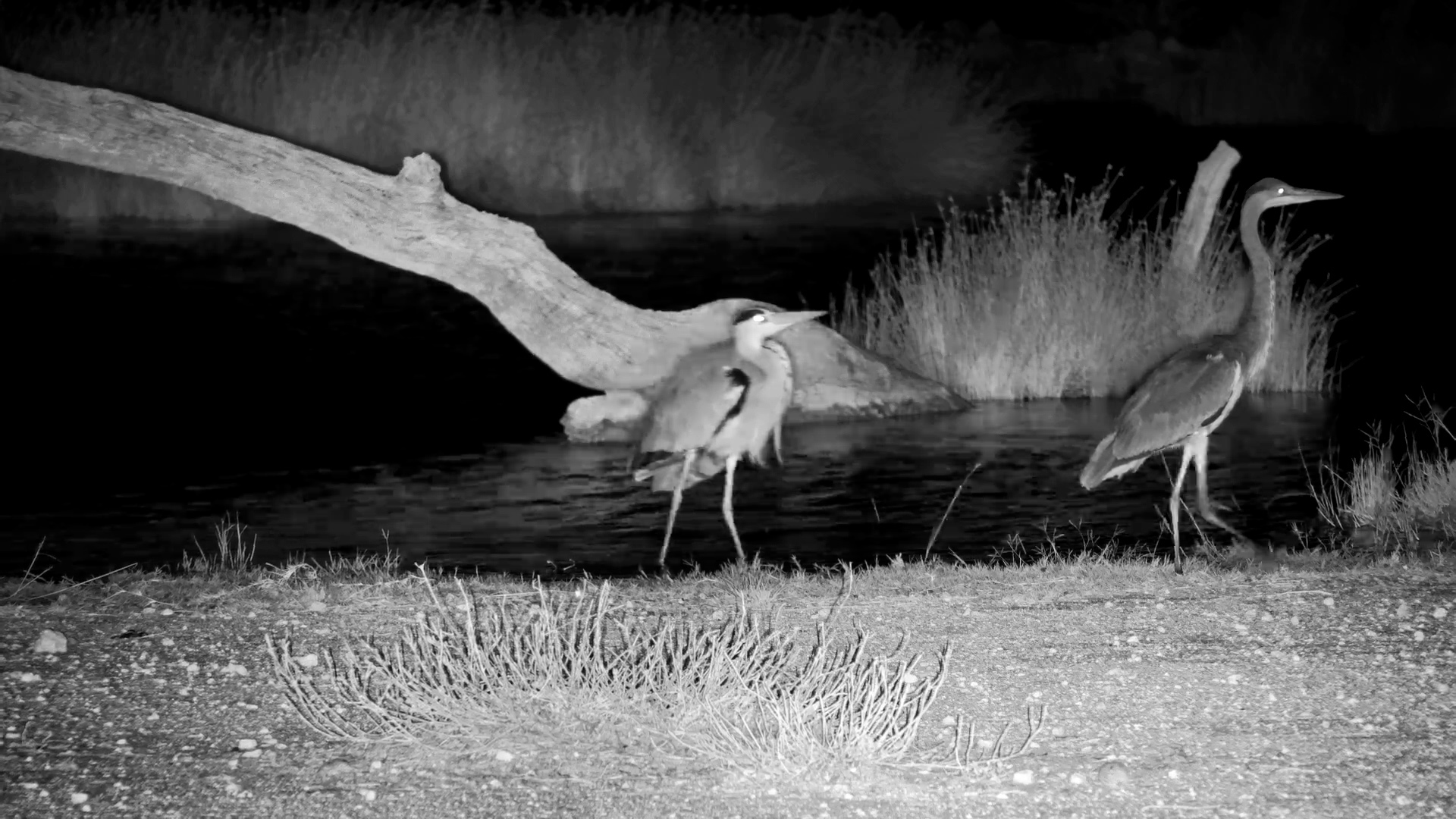 Heron vs Heron! Herons Throw Shade in the Night