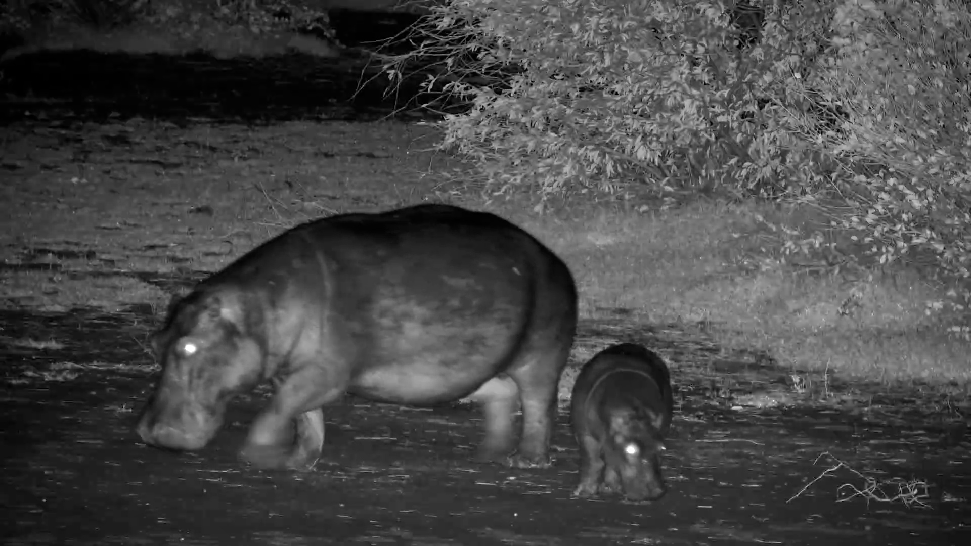 Hippo Mother & Calf Return to the River