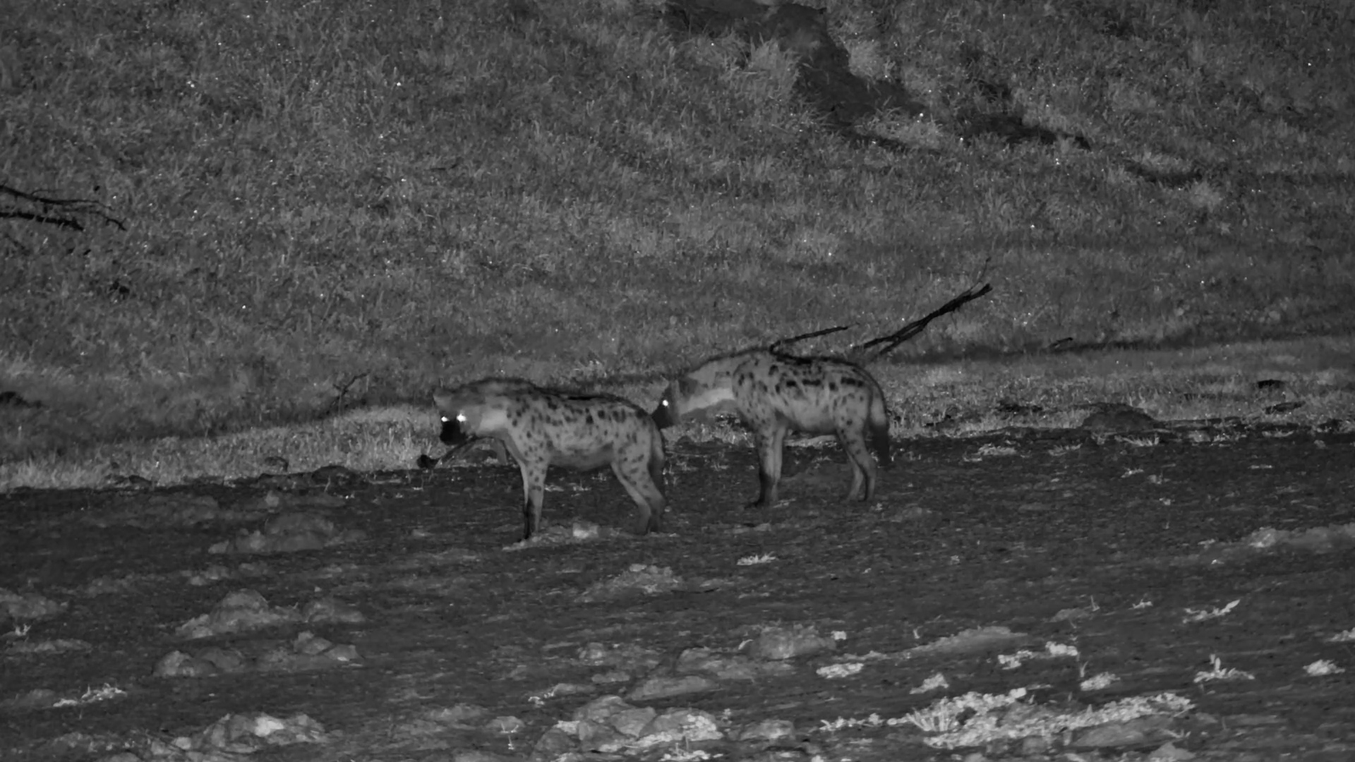 Hyena Pair Scouts the Boteti River