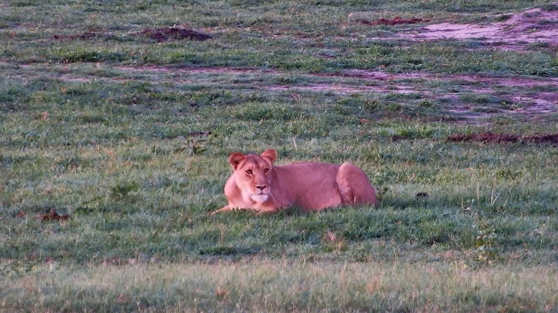 Bloom: Hwange’s Fearless Lone Lioness