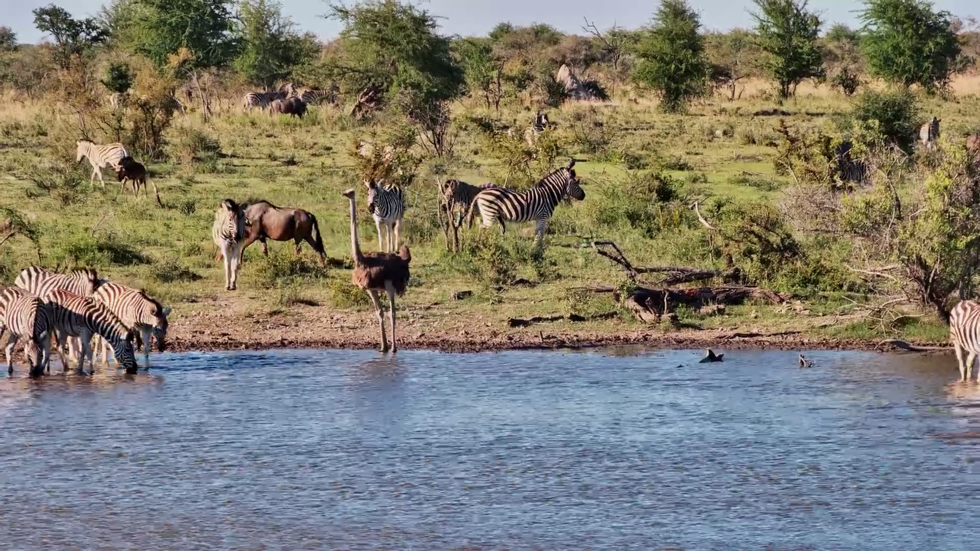 Ostrich Joins Zebras & Wildebeest at the Waterhole