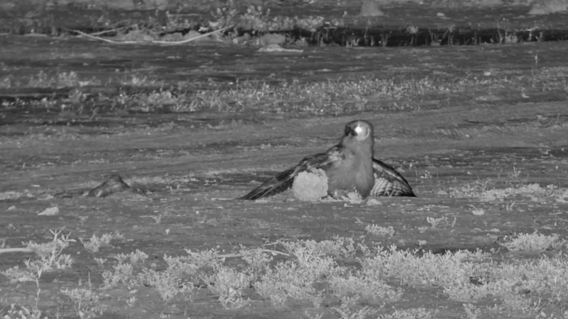 Young Verreaux’s Eagle Owl Plays with Elephant Dung