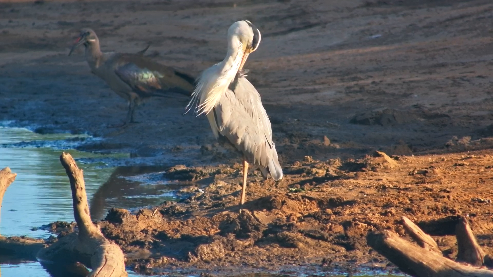 Grey Heron Preens by the Waterhole