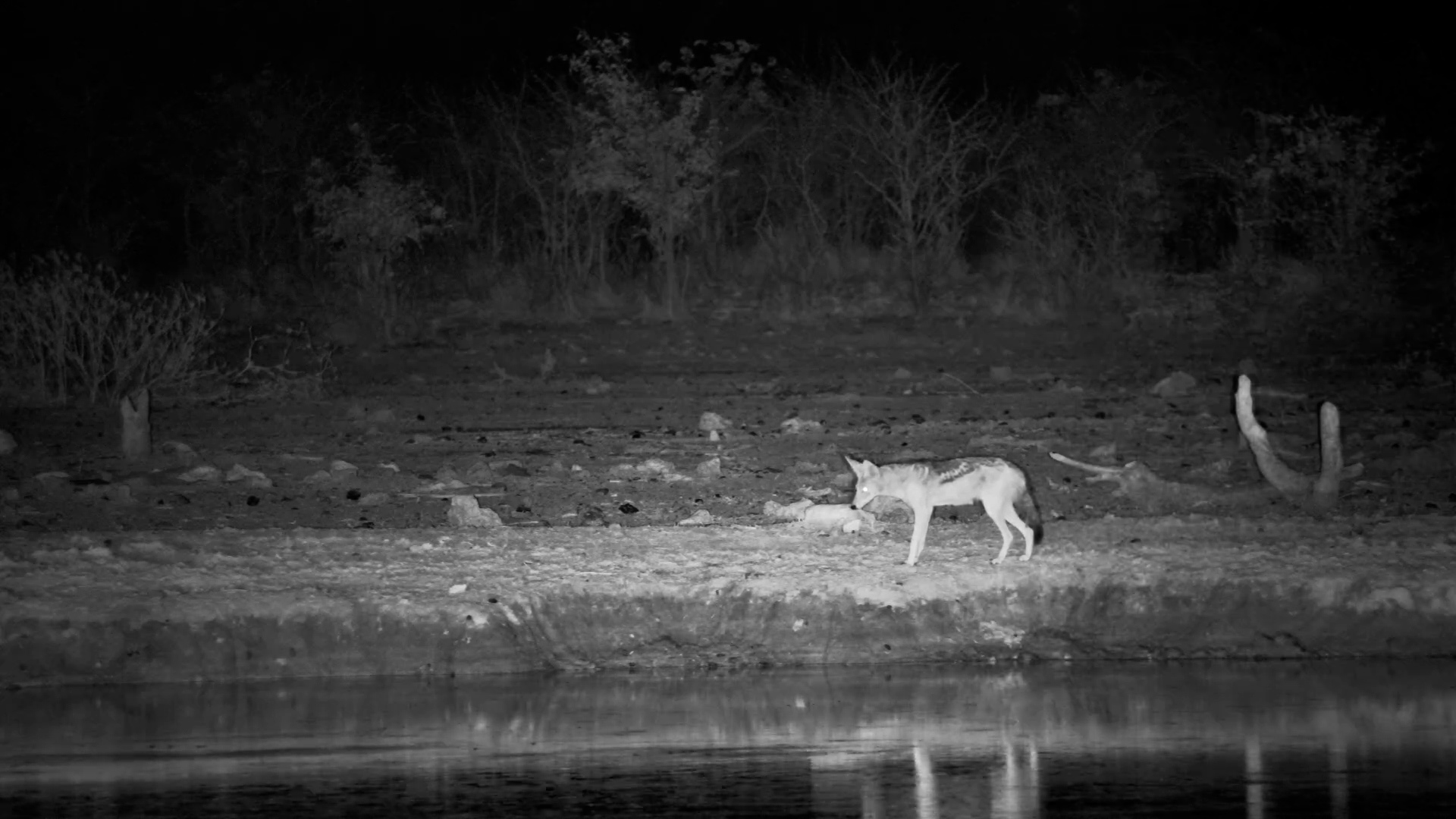 Nervous Black-Backed Jackals Trie to Drink in the Dark