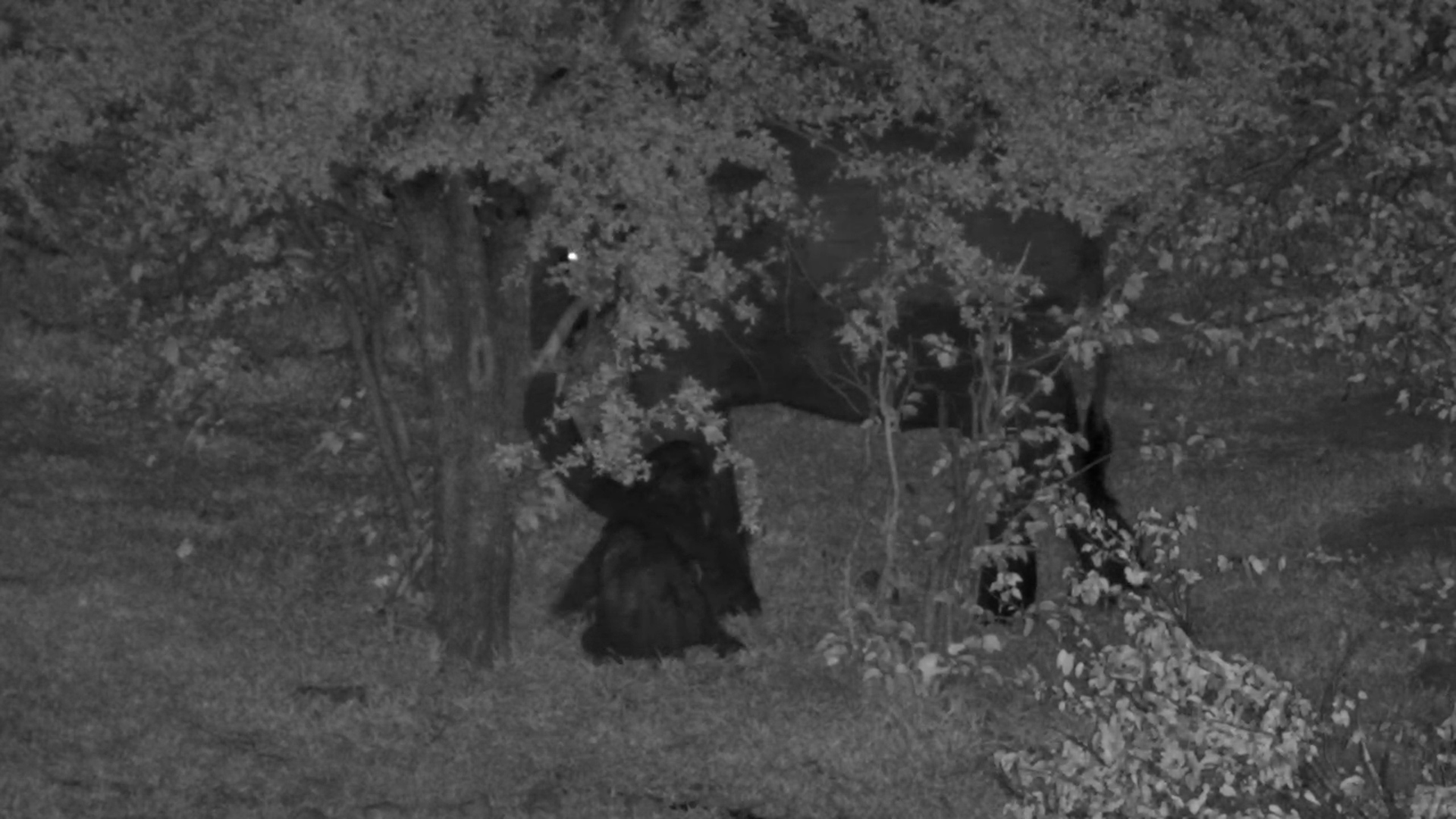 Sleepy Elephant Calf vs Determined Mum